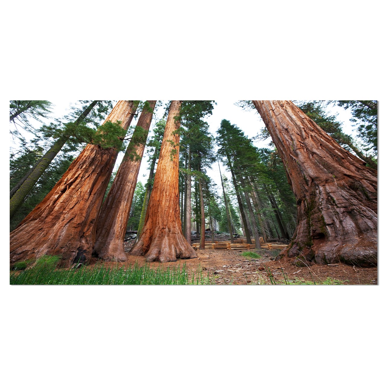 Designart - Three Large Sequoya Trees - African Landscape Canvas Art Print
